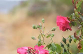 Haus Seesand Wittdün - Photo 15