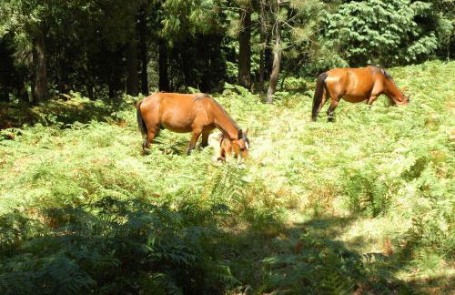 Casa de Campo Monte Abades - Foto 62