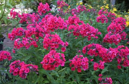 FeWo - Wohlfühlambiente & Gartenparadies - Foto 27