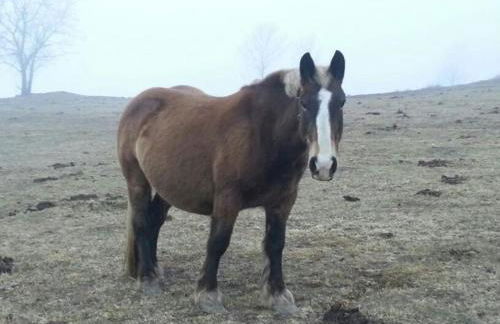Casa Rural Mollo, Vall de Camprodon - Foto 64