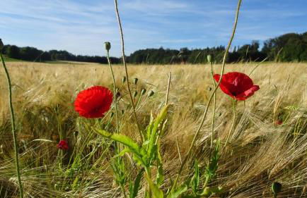 Ferienwohnung Erzgebirgswohnung Götze - Foto 62