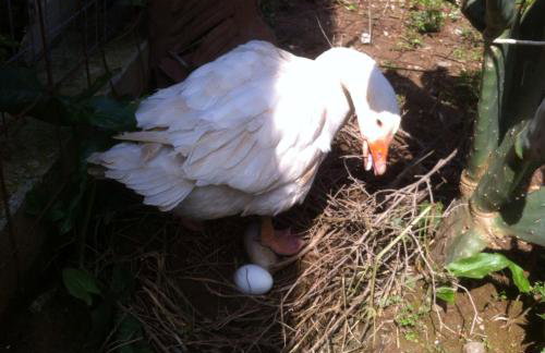 BIO Garden Stonehouse - Foto 38