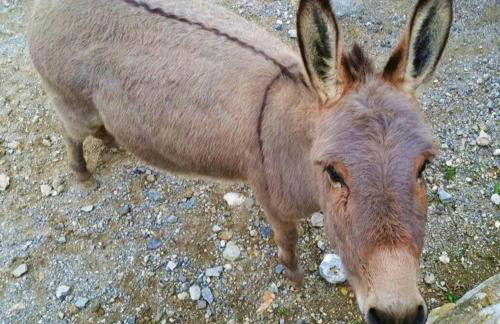 Agriturismo Monte Acuto - natura, mare & relax in piscina - Foto 21