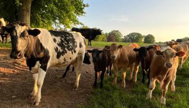 The Pig and Sty - Foto 4