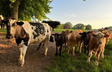 The Pig and Sty - Foto 4