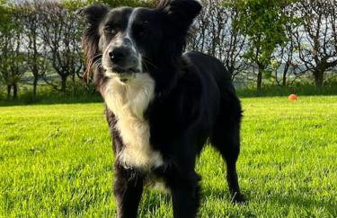 Country garden lodge on Devon Cornwall border - Foto 13