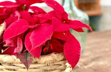 Casa Caladero - Photo 77