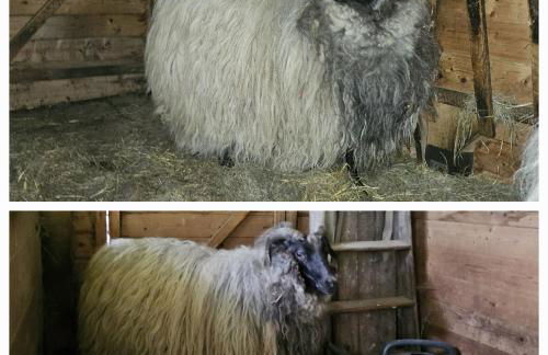 Souterrainwohnung im Grünen - Foto 49