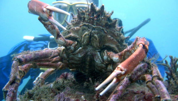 Podréis ver incluso centollos