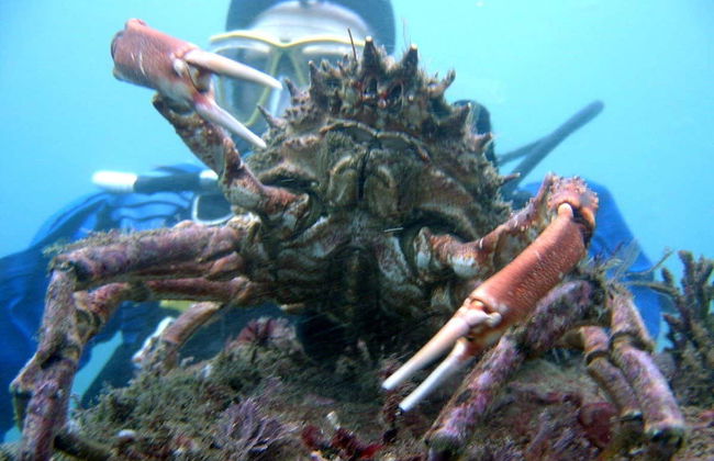 Baptême de plongée à Castro Urdiales - Photo 4
