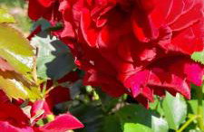 Ostoja Kamionki - Foto 25