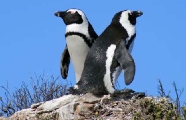 Stunning Cape Peninsula Holiday Villa With Pool - Photo 21