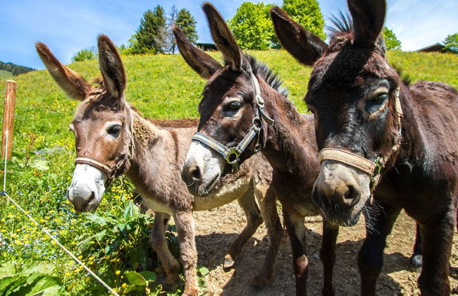 Elegant Apartment Near the ski bus - Foto 12