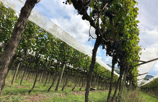 São Joaquim Wine Tour - Photo 8