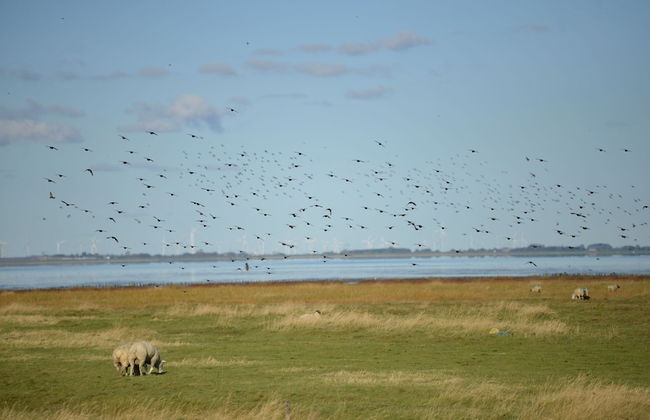 Doppelhaushalfte, Friedrichskoog-spitze - Foto 22
