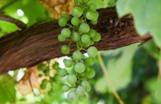 Guesthouse with 3 apartments, just outside Berlin, near to Tesla - Foto 41