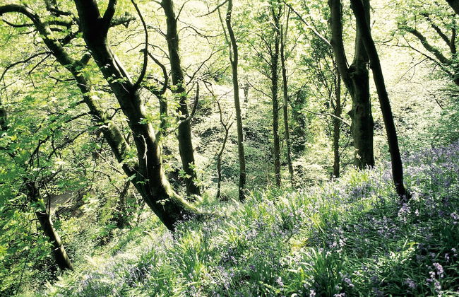 Charming Yurt in Kelburn Estate Near Largs - Photo 20