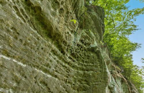 Beech Timber- 30 Acre Secluded Glamping in RRG - Foto 69