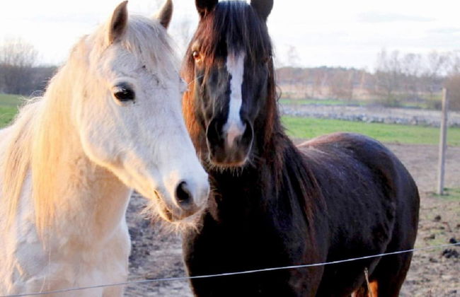 4 Person Holiday Home in Kopingsvik-by Traum - Foto 9