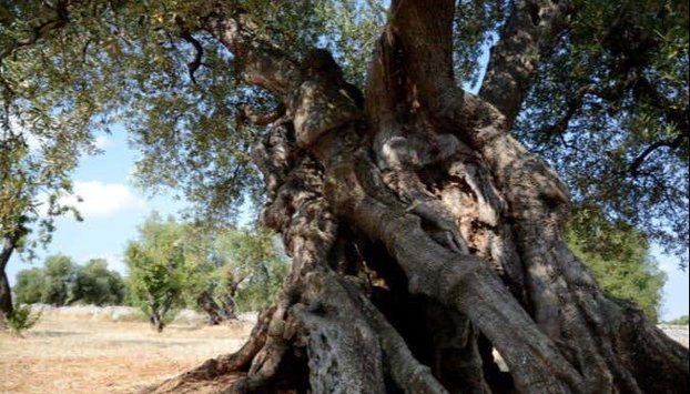 Dégustation d'huile d'olive - Photo 3, Olivier millénaire