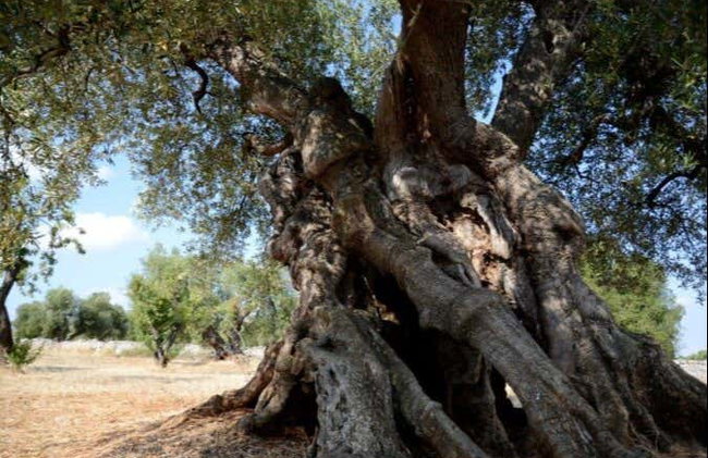 Dégustation d'huile d'olive - Photo 3
