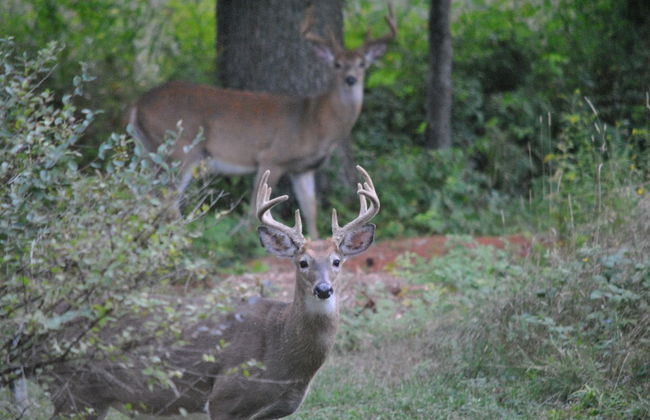 Pine Brae Eco-Resort - Photo 33