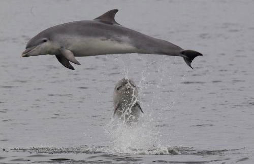 Dolphin View Hillockhead - Foto 49