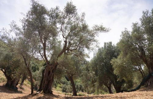 Corte degli Ulivi - Foto 47