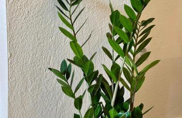 Plagia Oasis Escape - Foto 9