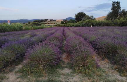 Cherry House - Foto 21