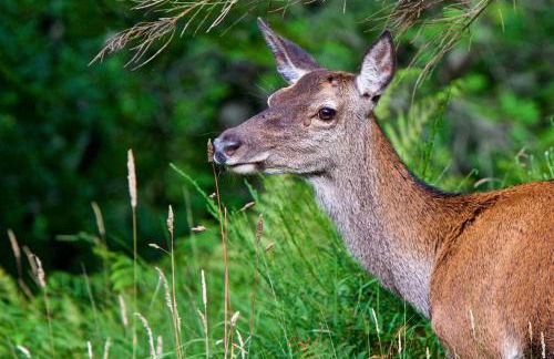 Ridgewood Apartment - Foto 22