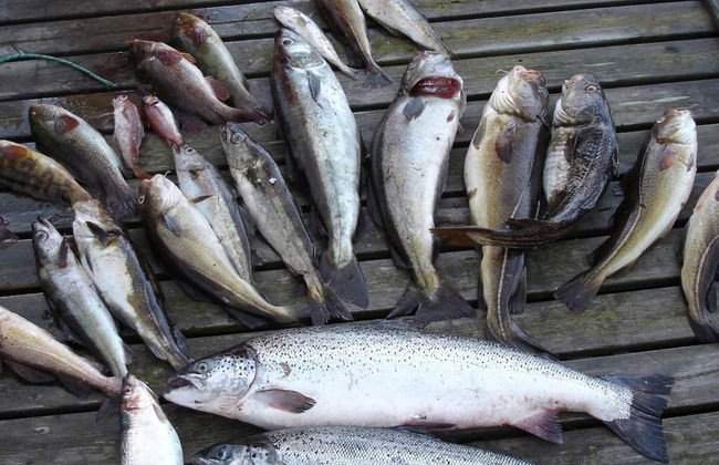 12 Person Holiday Home in Jelsa - Foto 25