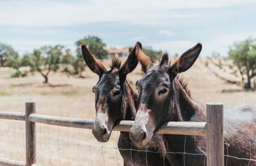 Monte do Giestal - Casas de Campo & Spa - Foto 9