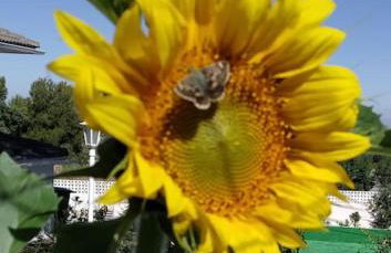 Villa Carmeryl - Photo 25