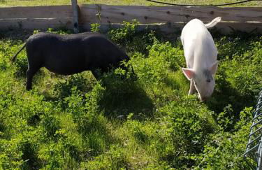 Gîte à la ferme - Foto 8
