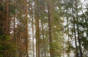 Haus Steiner - Ruhige, top bewertete Ferienwohnung in Lauterbach - Schwarzwald - Foto 51