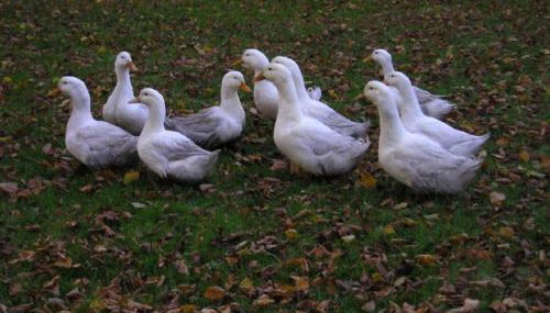 Ferienhof Albert - Foto 5