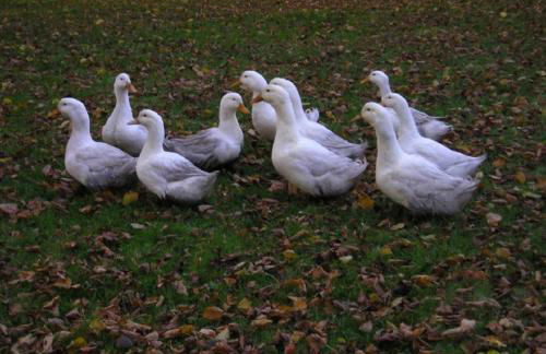 Ferienhof Albert - Foto 5