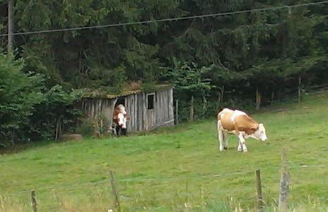 Martina Frey Ferienwohnungen - Foto 17