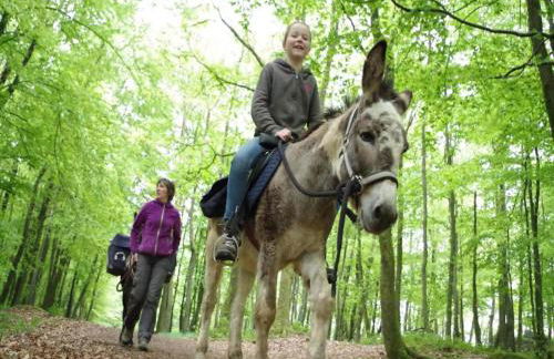 Glamping Tent in the Ardennes - Foto 21
