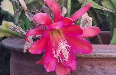 Villa Torres - Foto 15