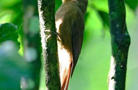 Casa de campo na praia - Foto 47