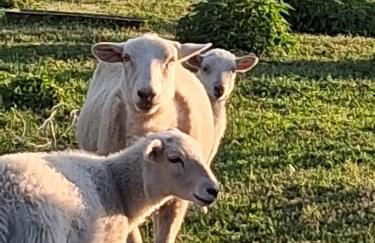 Tiny Bauernhof Plau - Foto 25