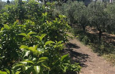 Tra gli ulivi - Foto 22