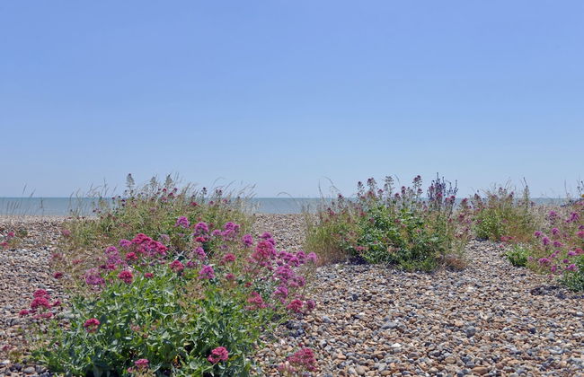 Beach Garden - Foto 15