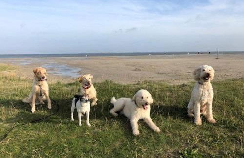 Pfötchenparadies II - Foto 16