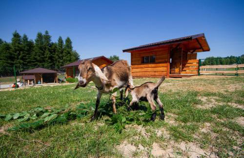 Zagroda Nad Kotelnią - Foto 68
