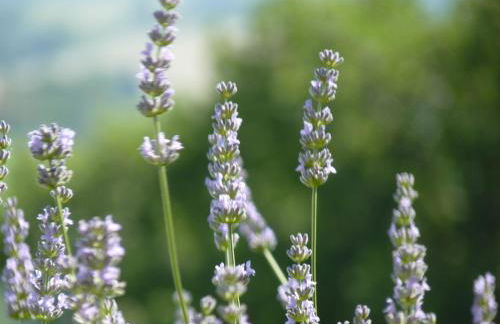 Country House Il Sassòne - Foto 33