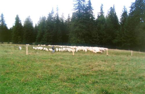 Gospodarstwo Agroturystyczne Watra - Foto 45