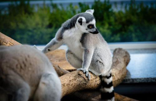 Apartament Silver - Głuszyca - Góry Sowie - Foto 33